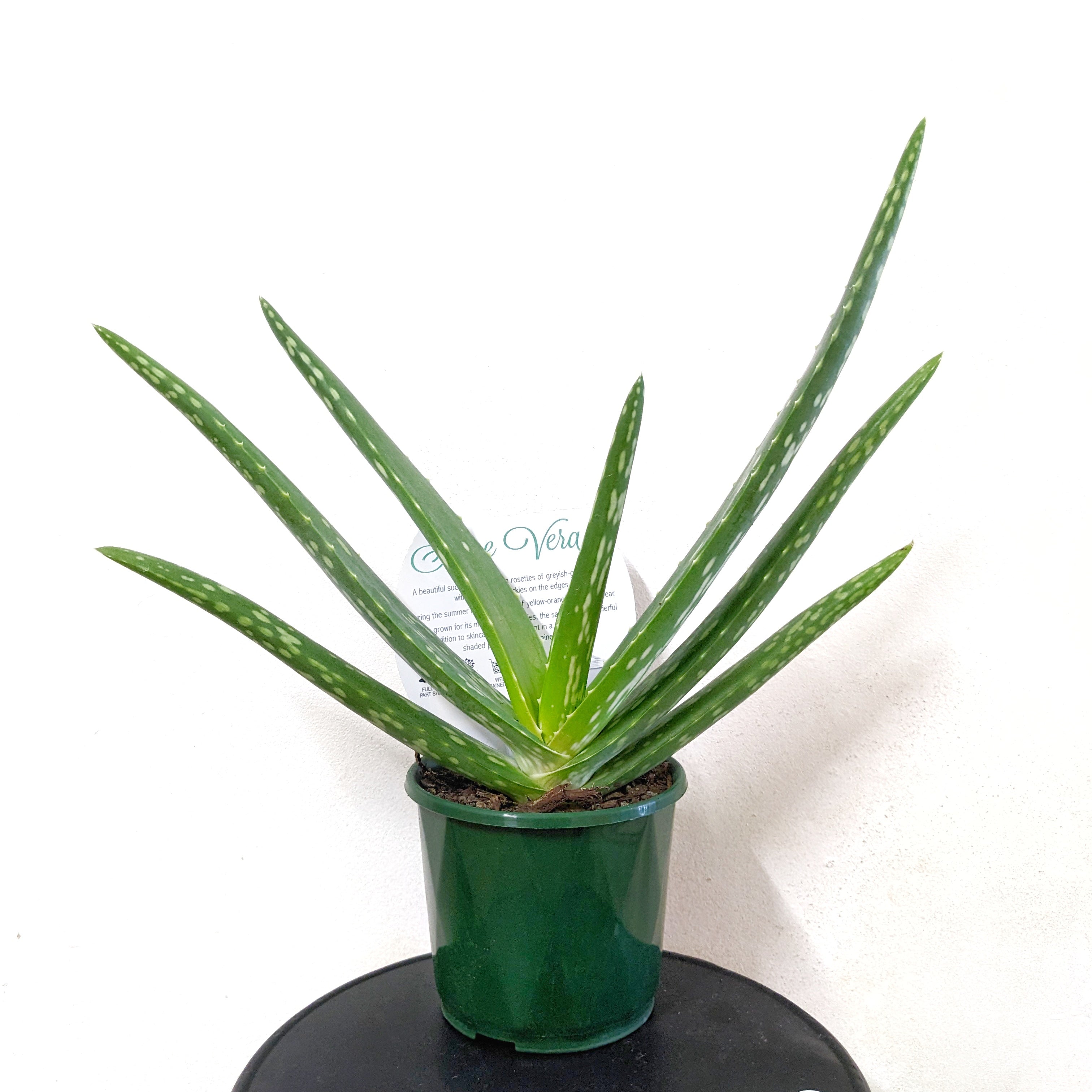 Aloe Vera Chinensis (Aloe Vera) - 10cm pot